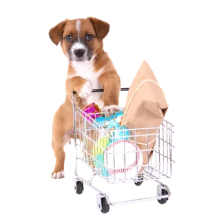 Dog Cart