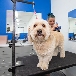 Dog being Groomed