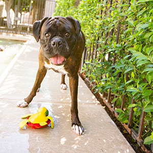 Dog at boarding facility