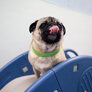 Dog in Daycare