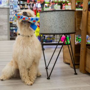 Bark Avenue Pet Supply in Mesa