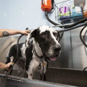 bark-ave-dog-wash-2.jpg-1280x854