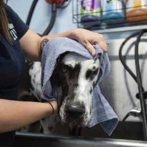 bark-ave-dog-wash-3.jpg-1280x854