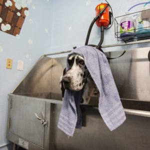 bark-ave-dog-wash-4-1280x854