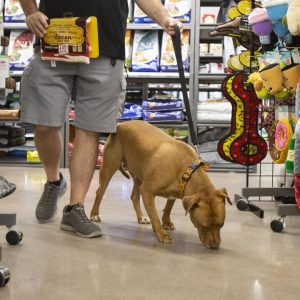 Bark Avenue Pet Supply in Gilbert