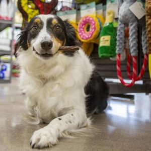 Bark Avenue Pet Supply in Gilbert