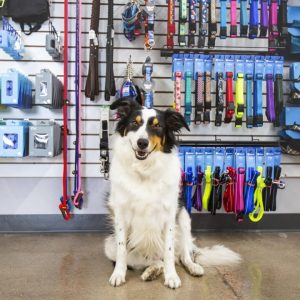 Bark Avenue Pet Supply in Gilbert